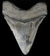 Fossil Megalodon Tooth - Glossy, Light Grey Enamel #56836-2